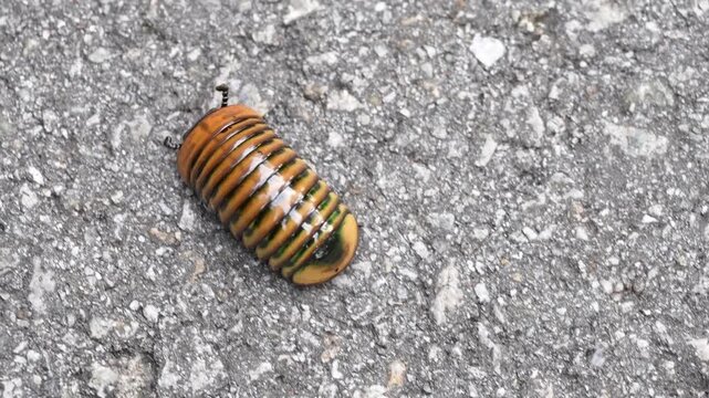 Pill millipede ( Oniscomorpha) bug walk on ground.