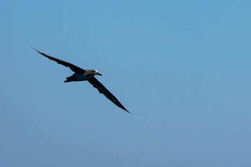 北海道・根室落石沖を飛ぶクロアシアホウドリ（学名 Phoebastria nigripes）