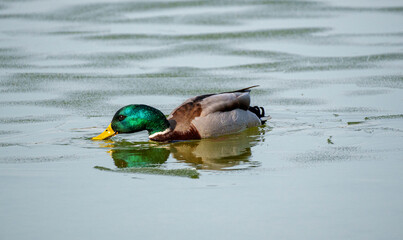 Emerald Head © Kamil