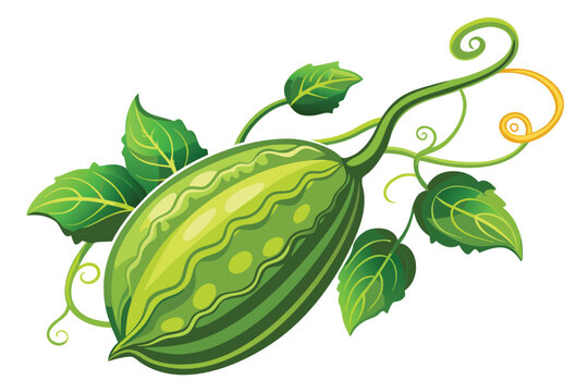 Elegant illustration shows a green pointed gourd with leaves and curly tendrils