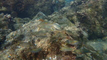 Salema porgy or dreamfish (Sarpa salpa) undersea, Ligurian Sea, Italy, Imperia