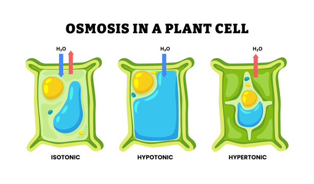 Osmosis in a plant cell diagram. Labeled isotonic, hypotonic, hypertonic solution. Showing Turgid cell pressure, cytoplasm shrink from cell wall. Water concentration. Flat vector illustration