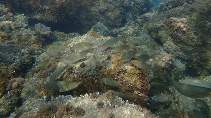 Salema porgy or dreamfish (Sarpa salpa) undersea, Ligurian Sea, Italy, Imperia
