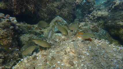 Salema porgy or dreamfish (Sarpa salpa) undersea, Ligurian Sea, Italy, Imperia