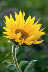 Close-up of a bright yellow sunflower blossom in a natural garden landscape