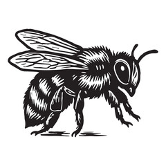 Obraz premium Monochrome sketch of a fuzzy honeybee in a classic woodblock print style. This solitary insect drawing represents nature, pollination, and the delicate balance of the ecosystem