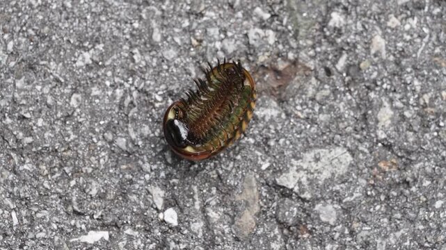Pill millipede ( Oniscomorpha) bug walk on ground.