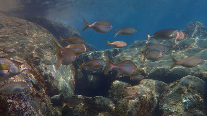 Salema porgy or dreamfish (Sarpa salpa) undersea, Ligurian Sea, Italy, Imperia