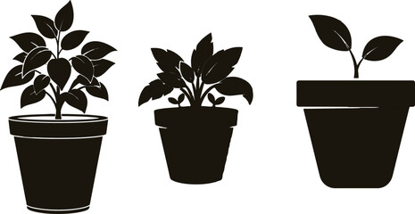 The image depicts three silhouetted plants in pots, each showcasing distinct characteristics that highlight their individuality.