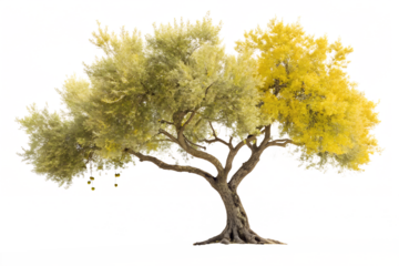 The Vibrant Tree: A stately tree displays the contrast of vibrant green and golden yellow leaves, showcasing the beauty of nature's changing hues. 