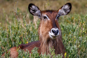 Retrato y grupo de Cobos acuáticos (Waterbuck) en la sabana verde de Kenia