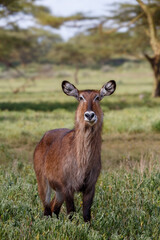 Retrato y grupo de Cobos acuáticos (Waterbuck) en la sabana verde de Kenia
