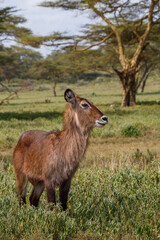 Retrato y grupo de Cobos acuáticos (Waterbuck) en la sabana verde de Kenia