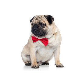 A cute pug wearing a bright red bow tie sits calmly and looks aside on a transparent background, ideal for pet-themed designs, holiday cards, advertising projects, and creative layouts