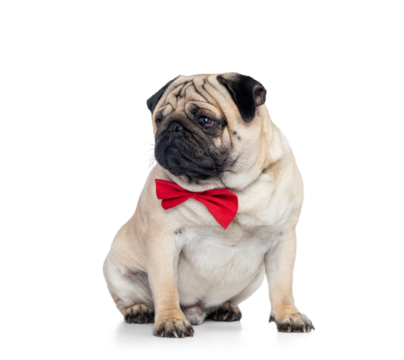 A cute pug wearing a bright red bow tie sits calmly and looks aside on a transparent background, ideal for pet-themed designs, holiday cards, advertising projects, and creative layouts