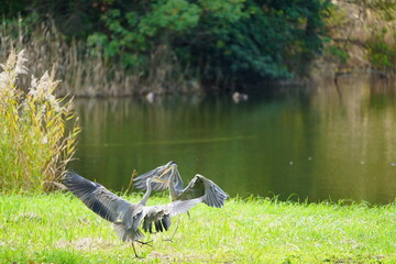 Two heron are fighting in the nature