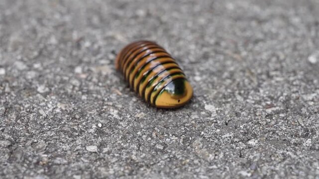 Pill millipede ( Oniscomorpha) bug walk on ground.