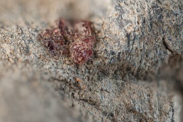 Small Czech ruby–pyrope crystal on a stone.
