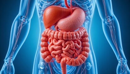 Detailed anatomical illustration of the human digestive system, showing intestines, stomach, and surrounding blood vessels with clear structure and vibrant medical visualization
