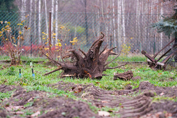 Uprooted Tree in a Quiet Garden