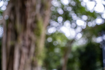 Intricate network of aerial roots and vines on a large tropical banyan tree trunk in a lush green forest environment. Blurred photo