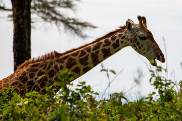 Jirafa Masái (Giraffa tippelskirchi) en la sabana africana de Kenia