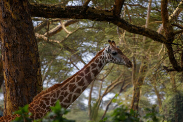 Jirafa Masái (Giraffa tippelskirchi) en la sabana africana de Kenia