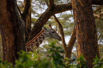 Jirafa Masái (Giraffa tippelskirchi) en la sabana africana de Kenia