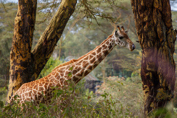 Jirafa Masái (Giraffa tippelskirchi) en la sabana africana de Kenia