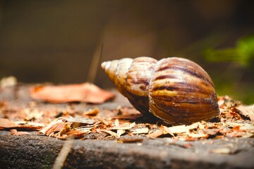 Snail Shell on Wood Chips - A Close-Up of Natures Beauty.
