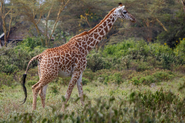 Jirafa Masái (Giraffa tippelskirchi) en la sabana africana de Kenia