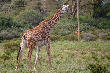 Obraz premium Jirafa Masái (Giraffa tippelskirchi) en la sabana africana de Kenia
