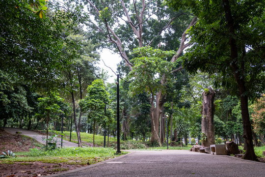 Peaceful park scene with walking paths winding through lush green trees and natural landscaping, perfect for recreation and relaxation.