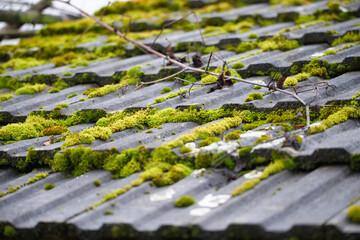 Roof Tile Covered with Green Moss