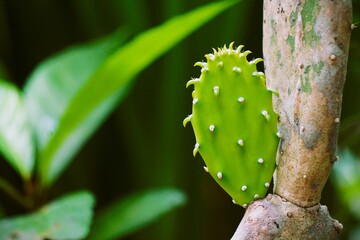 A Close Up of a Young Prickly Pear Cactus Pad Growing on a Larger Cactus Stem.