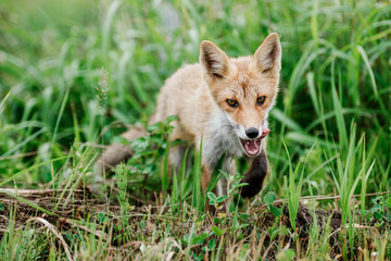 北海道の草むらに現れたキタキツネ（Vulpes vulpes schrencki） ― 野生動物の生態と自然環境の記録写真