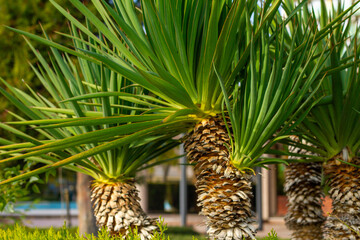 Close-up of palm trees in the park on a sunny day