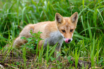 北海道の草むらに現れたキタキツネ（Vulpes vulpes schrencki） ― 野生動物の生態と自然環境の記録写真