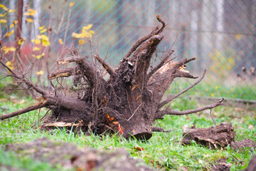 Uprooted Tree Stump on Green Grass