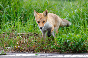 Ezo Red Fox (Vulpes vulpes schrencki) in Summer Grassland, Hokkaido, Japan