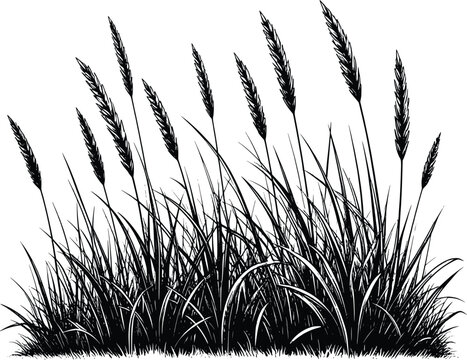 Illustration of Imperata cylindrica 