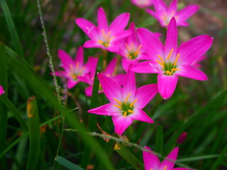 pink flowers in the garden