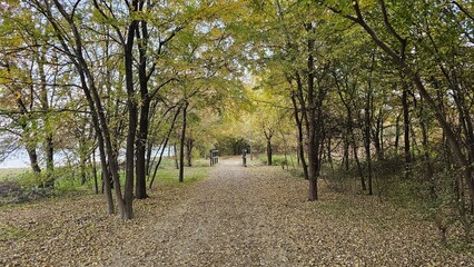 Red and Colorful Autumn Foliage View from Above in the Park (공원에서 위에서 내려다본 붉고 다채로운 가을 단풍 풍경)