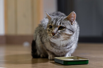 Tabby cat sitting beside empty food dish. A calm tabby cat sits on a wooden floor next to an empty green food dish, looking alert and slightly curious.