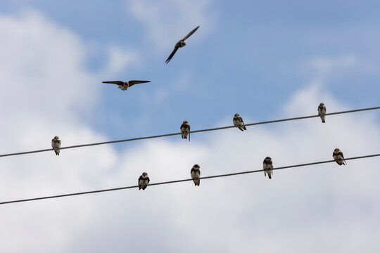 Birds on a steel power line against a blue sky