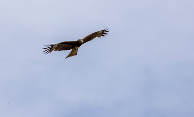 a large kite bird with brown plumage in flight
