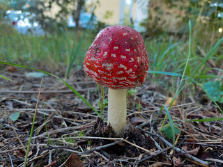 Amanita Muscaria in Forest Grass