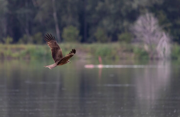 Obraz premium A large kite bird with brown plumage in flight against the background of a green forest 