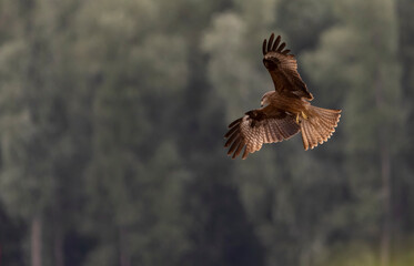 A large kite bird with brown plumage in flight against the background of a green forest
