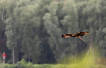 A large kite bird with brown plumage in flight against the background of a green forest
